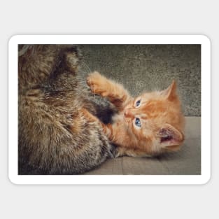 Playful orange kitten Sticker